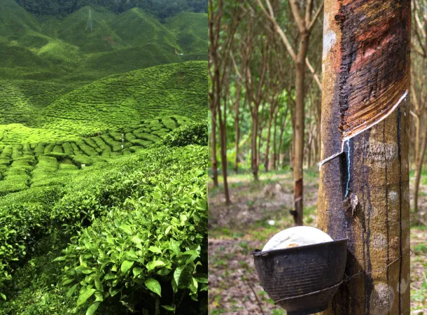 sustainable agriculture in Coimbatore